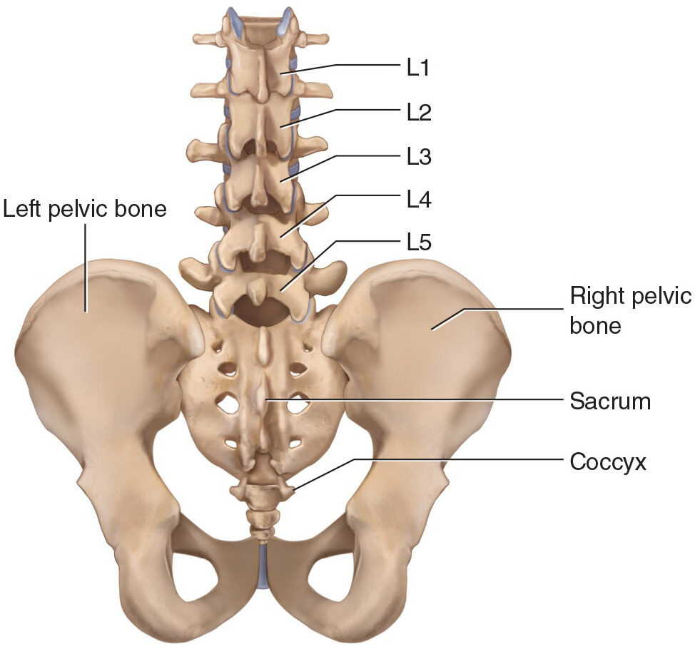 Spine and pelvis